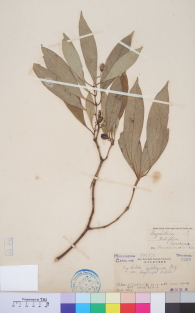 Specimen thumbnail
